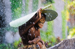 large_Taking-Shelter-Pobble-365